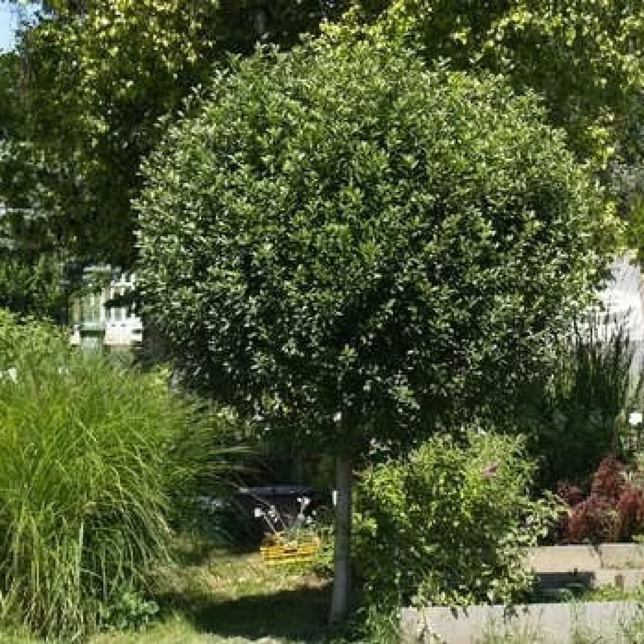 Obrázok Okrasná višňa (Prunus Frutiosa) ´GLOBOSA´ výška 170-190 cm, obvod kmeňa 10/12 cm, kont. C25L